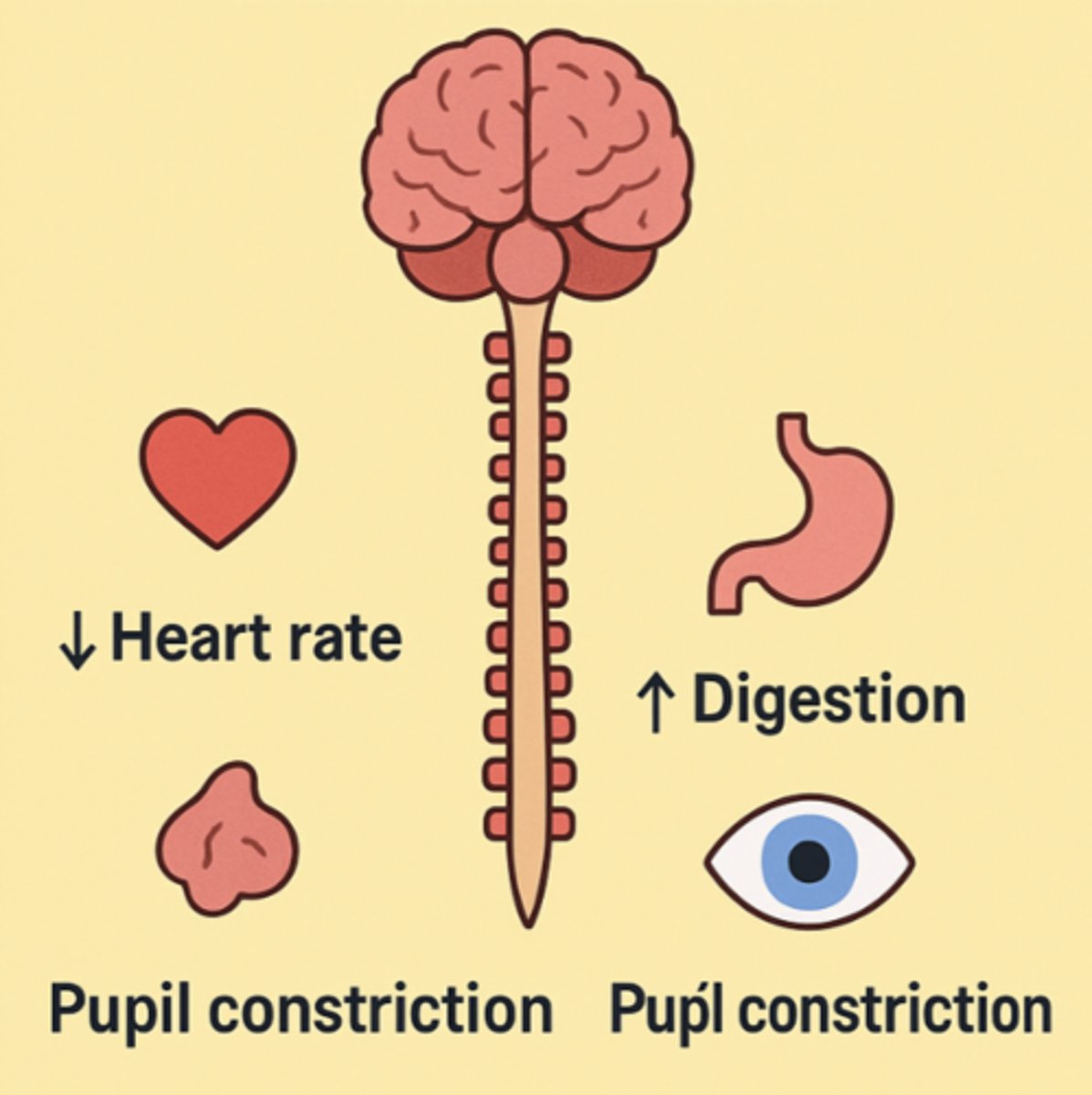 <p>rest &amp; digest; calm; return to self-maintainance function</p>
