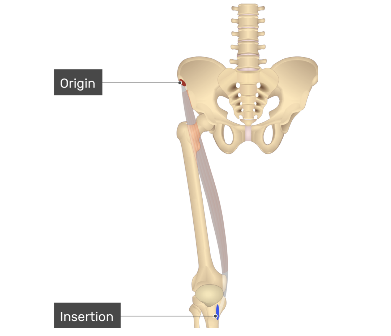 <p>sartorius</p>