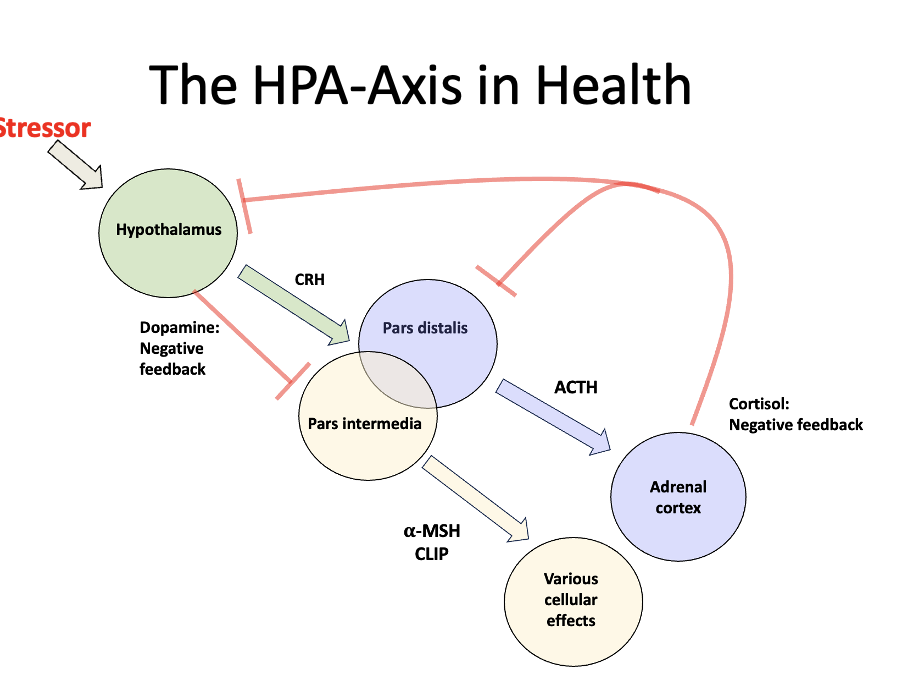 <p>Within the pars distalis - production of ACTH - stimulates adrenal cortex to make cortisol. Cortisol then used as negative feedback to stop production at the hypothalamus and pars distalis. </p><p>Within the pars intermedia - production of alpha-MSH CLIP - causes various cellular effects. When the hypothalamus is activated: produces CRH and Dopamine. Dopamine is the negative feedback here. </p>