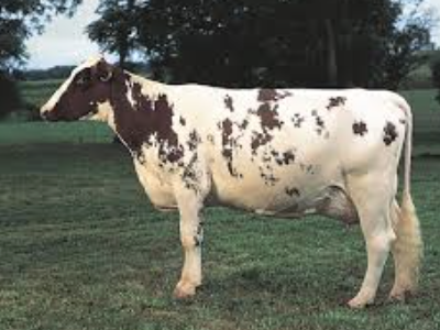 <p>What bovine breed is this? </p>