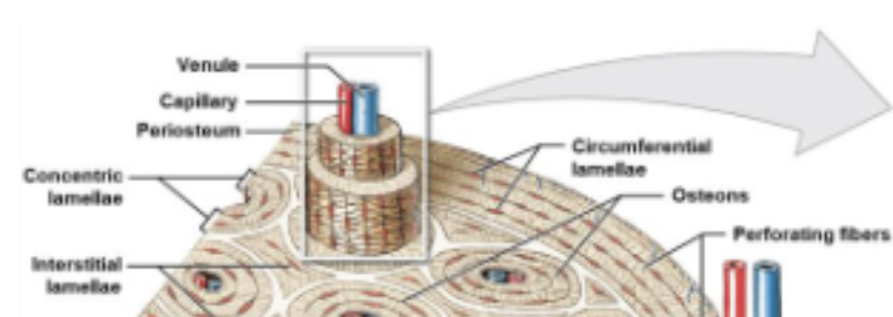 <p>Lamellae that surround the central canal.</p>