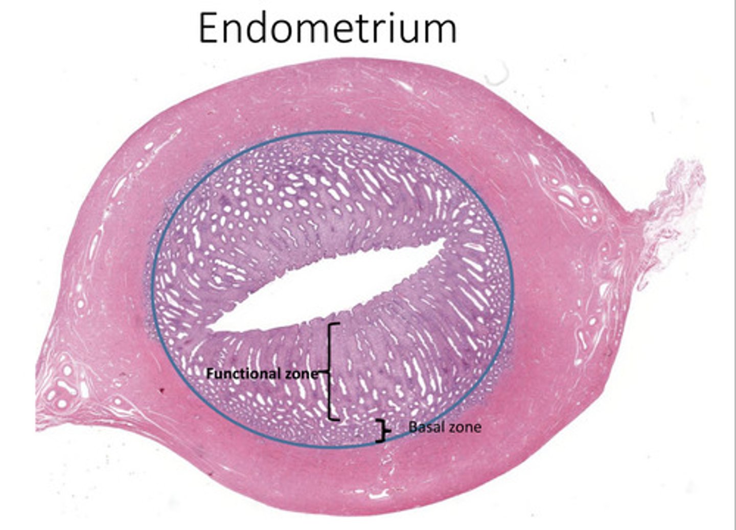 <p>helps regenerate the functional zone</p>