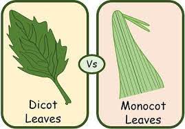 <p>• Difference between the arrangement of a monocot leaf and dicot leaf</p>