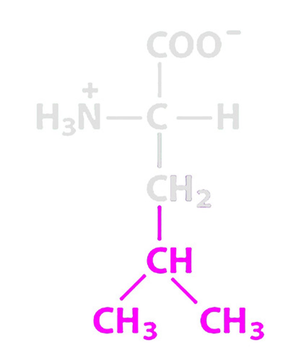 <p>name of amino acid</p>