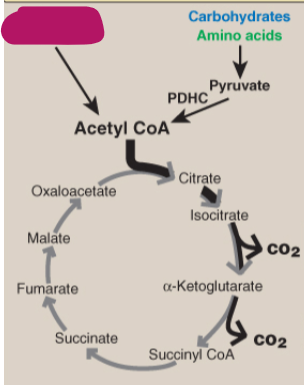 <p>Label the TCA cycle.</p>