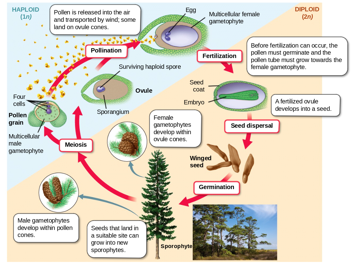 <p>seed plants</p><ul><li><p>cones</p><ul><li><p>ovule cone = female (pinecones); female gametophyte</p></li><li><p>pollen cone = male </p></li><li><p>surface of leaves has sporangium to make haploid spores</p><ul><li><p>these go through meiosis and produce the male gametophyte, pollen</p></li></ul></li><li><p>wind picks up the pollen and pollinates an ovule cone of the same species</p><ul><li><p>develops a pollen tube for the sperm to implant itself in the egg (ovule)</p></li><li><p>seed coat over the female gametophyte which covers the embryo to make the seed</p></li></ul></li></ul></li></ul>