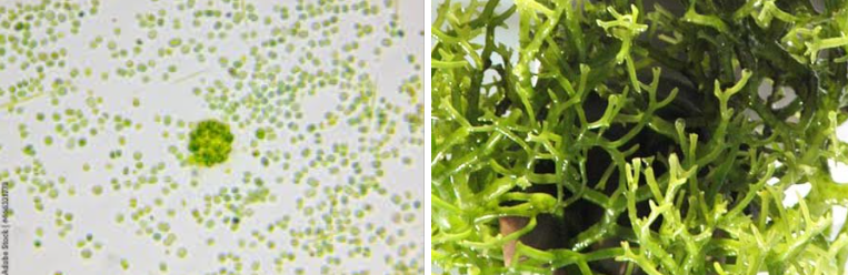 <p>ALGAE SIZE</p>