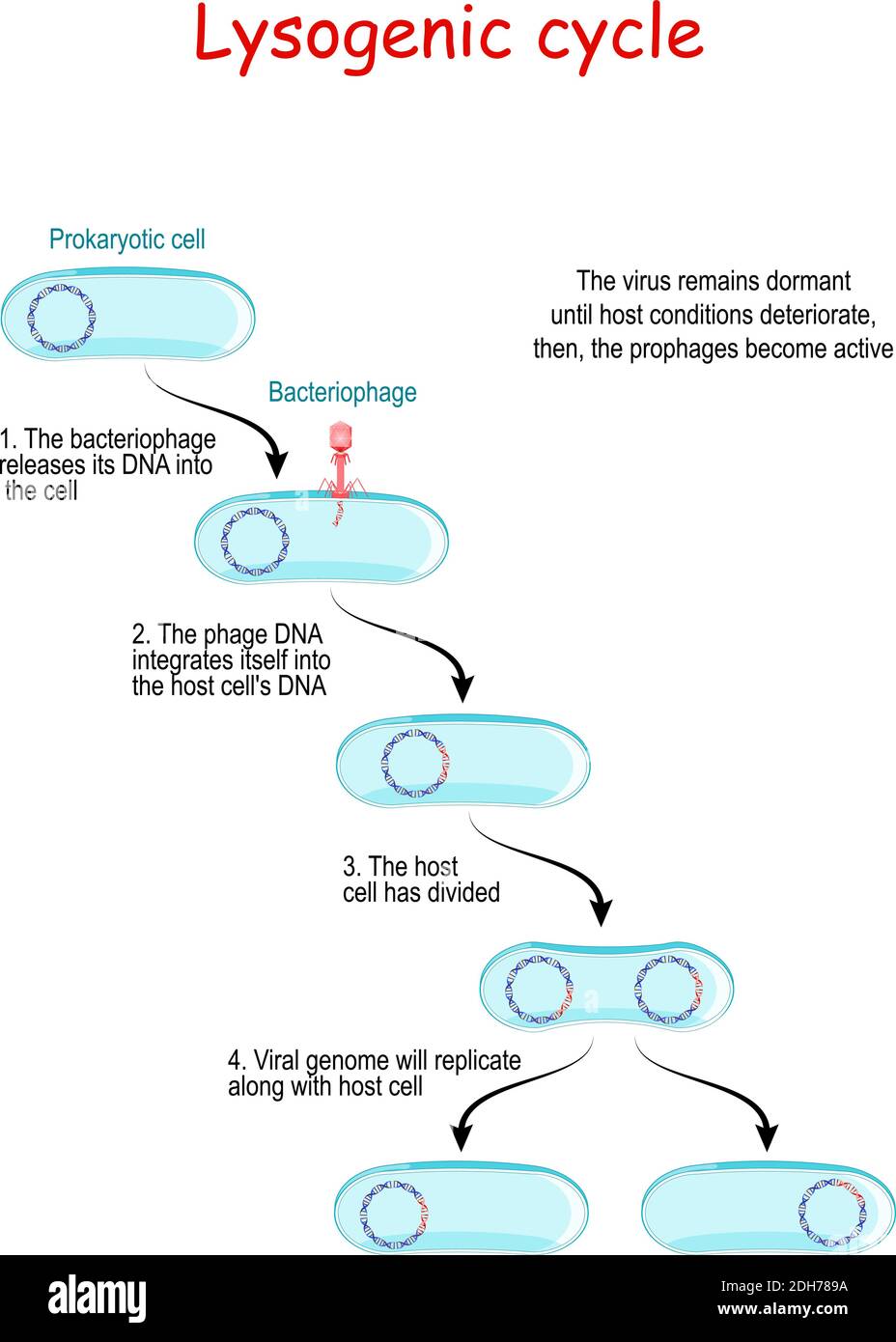 <ol><li><p>virus is engulfed by the host cell, and releases DNA into the host cell</p></li><li><p>Viral DNA combines with the host cell’s DNA (provirus)</p></li><li><p>Viral DNA reproduces every time the host cell reproduces</p></li><li><p>Virus remains dormant (host has no symptoms)</p></li><li><p>Viral DNA can separate from the host’s DNA and start the lytic cycle at any time</p></li></ol><p></p>