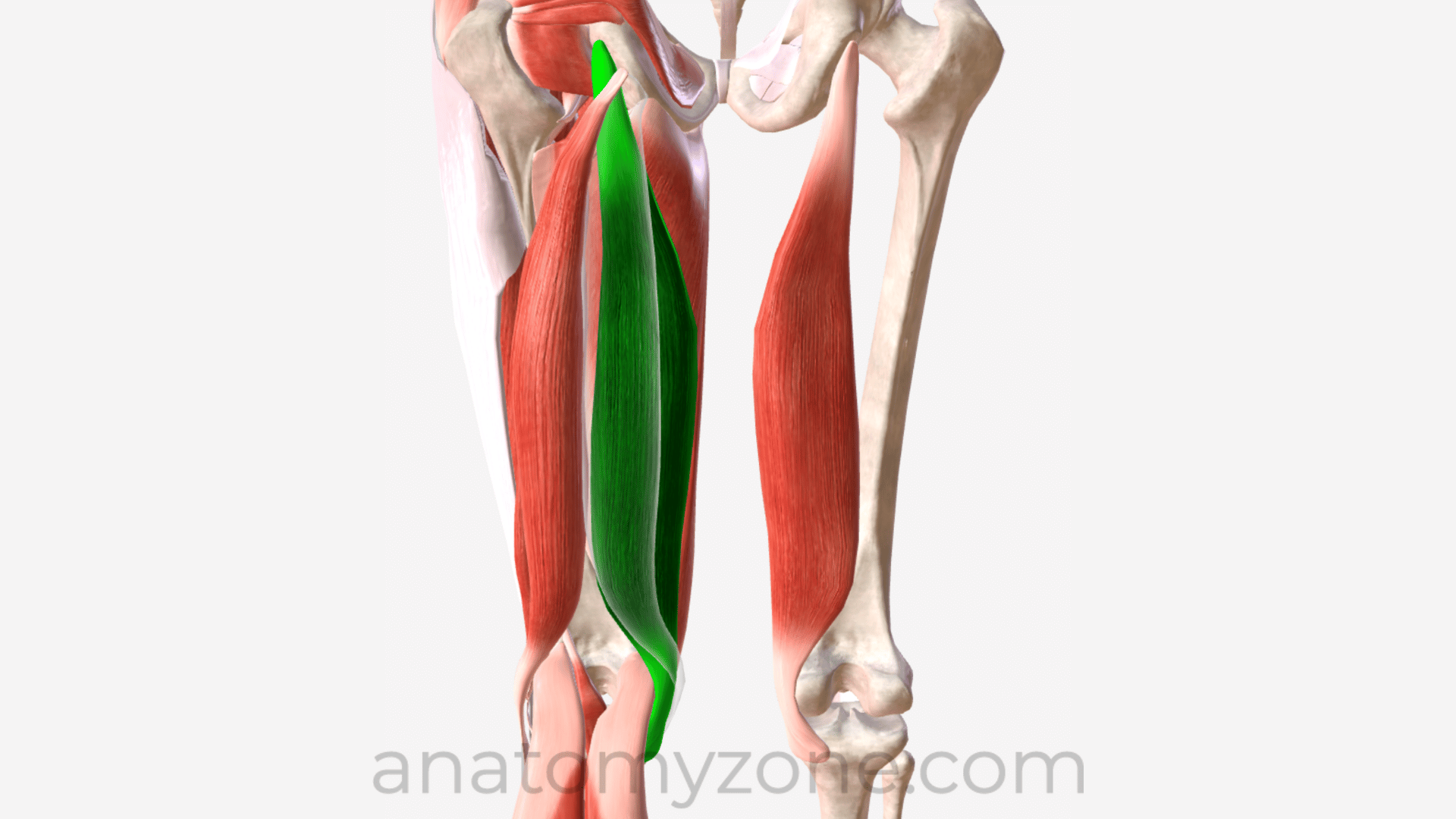 <p>Knee (Hamstring Group) Muscle Location:</p>