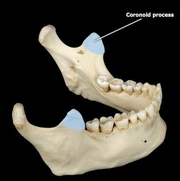<p><span>coronoid process</span></p>