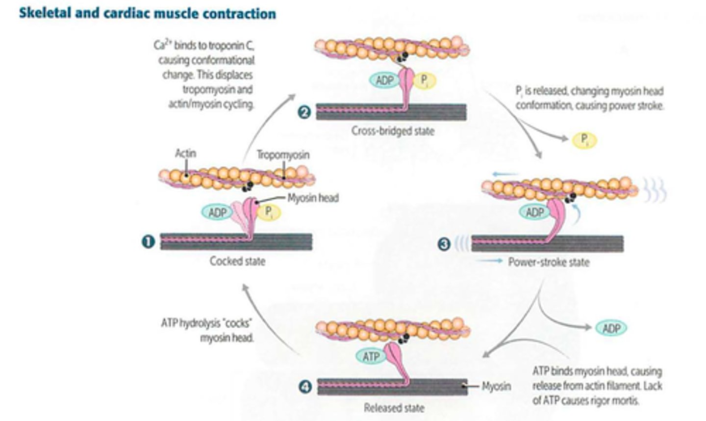 <p>1. AP depolarization opens presynaptic voltage-gated Ca2+ channels, including neurotransmitter release</p><p>2. Postsynaptic ligand binding leads to muscle cell depolarization in the motor end plate</p><p>3. Depolarization travels along the muscle cell and down the T-tubule</p><p>4. Depolarization of the voltage-sensitive dihydropyridine receptor, mechanically coupled to the ryanodine repcetor on the SR, induces a conformational change in both receptors, causing Ca2+ release from the sarcoplasmic reticulum.</p><p>5. Released Ca2+ binds to troponin C, causing a conformational change that moves tropomyosin out of the myosin-binding groove onto actin filaments</p><p>6. Myosin releases bound ADP and Pi --> displacement of myosin on the actin filament (power stroke). Contraction results in shortening of the H and I bands between Z lines (HIZ shrinkage) BUT the A band always remains the same length)</p><p>7. Binding of a new ATP molecule causes detachment of myosin head from actin filament. Hydrolysis of bound ATP ---> ADP, myo head adopts high-energy postion ("cocked") for the next contration cycle</p>