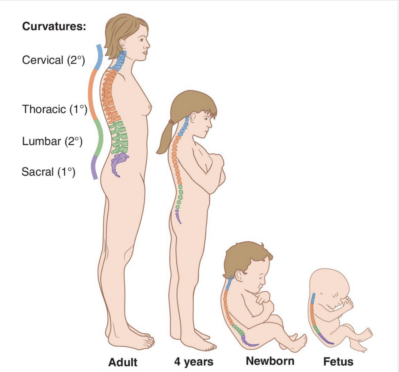 * formed during fetal period 
* thoracic and sacral kyphoses 