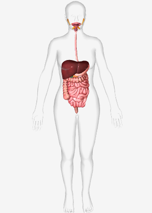 <p>Key structures- Oral Cavity, Esophagus, Small Intestine, Large Intestine, and the stomach.</p><p>Functions-Breaks down food into its nutrients molecules; absorbs nutrients;rids the body of waste.</p>