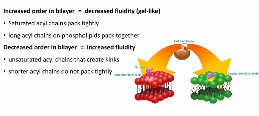 <ul><li><p>Hydrophobic fatty acid tails can be saturated (no C=C bonds)&nbsp;</p><ul><li><p>Can pack together more closely, dec fluidity&nbsp;</p></li></ul></li><li><p>They can be unsaturated (many C=C bonds)&nbsp;</p><ul><li><p>Kinked so more fluid&nbsp;</p></li></ul></li><li><p>Long fatty acid chains (18C)&nbsp;</p><ul><li><p>Can pack together tightly to dec fluidity&nbsp;</p></li></ul></li><li><p>Presence of cholesterol&nbsp;</p><ul><li><p>dec fluidity to maintain integrity&nbsp;</p></li><li><p>without it, membrane would be too fluid and permeable&nbsp;</p></li><li><p>At high [cholesterol], it helps seperate phospholipids so the fatty acid chains don’t come together and crystalize&nbsp;</p></li><li><p>Good for hibernating animals&nbsp;</p></li><li><p>Thus, it prevents extermes in mebrane fluidity&nbsp;(either too fluid or too gel-like) </p></li></ul></li></ul><p></p>