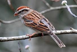 <p>What bird is this?</p>