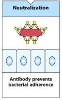 <ul><li><p class="">Antibodies <strong>prevent</strong> pathogens or proteins from <strong>binding to their targe</strong>t.</p></li><li><p class=""><strong>Mechanism</strong>: Antibodies bind to epitopes on pathogens, preventing them from adhering to surfaces or entering cells.</p></li><li><p class=""><strong>Protection</strong>: This is crucial for preventing viral infections, as it stops the virus from entering cells and replicating.</p></li><li><p class=""><strong>Vaccines</strong>: Many vaccines, such as COVID-19 vaccines, induce this response by preventing spike proteins from binding to cell receptors, thereby preventing infection.</p></li></ul><p></p>