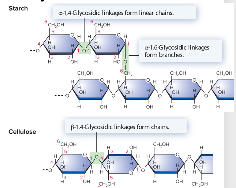 <p>polysaccharides</p>