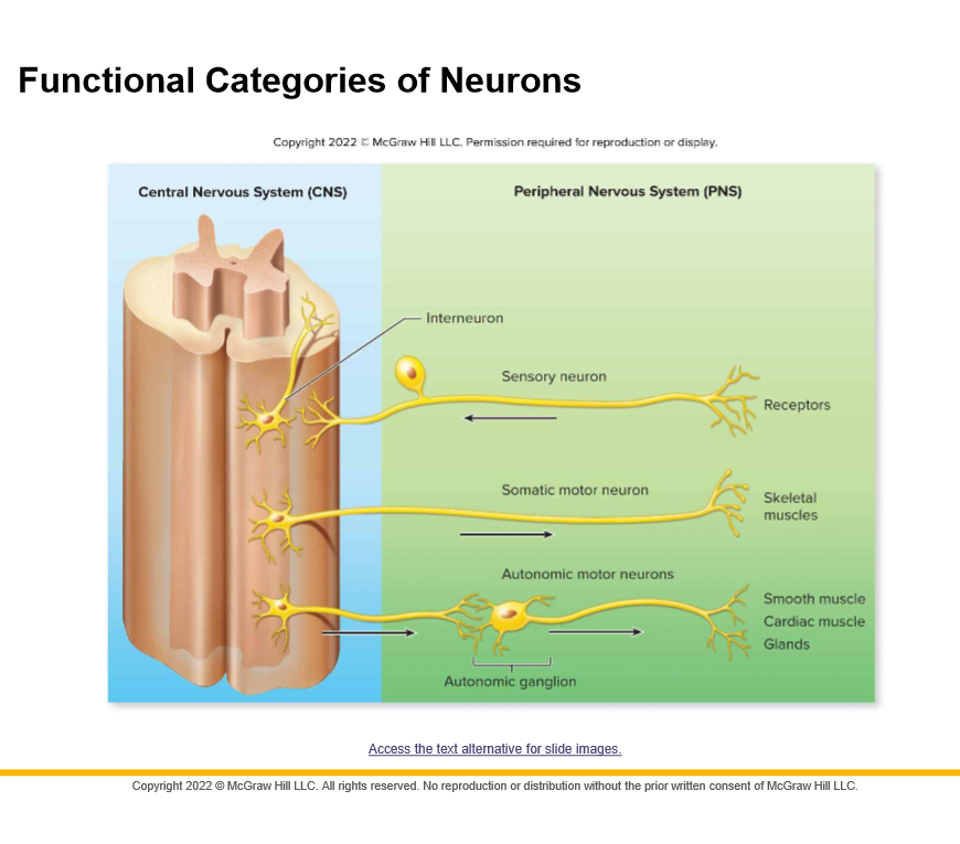 Somatic motor neurons and autonomic motor neurons

Somatic: responsible for reflexes and voluntary control of skeletal muscles

Autonomic: innervate involuntary targets such as smooth muscle, cardiac muscle, and glands
(sympathetic and parasympathetic)
