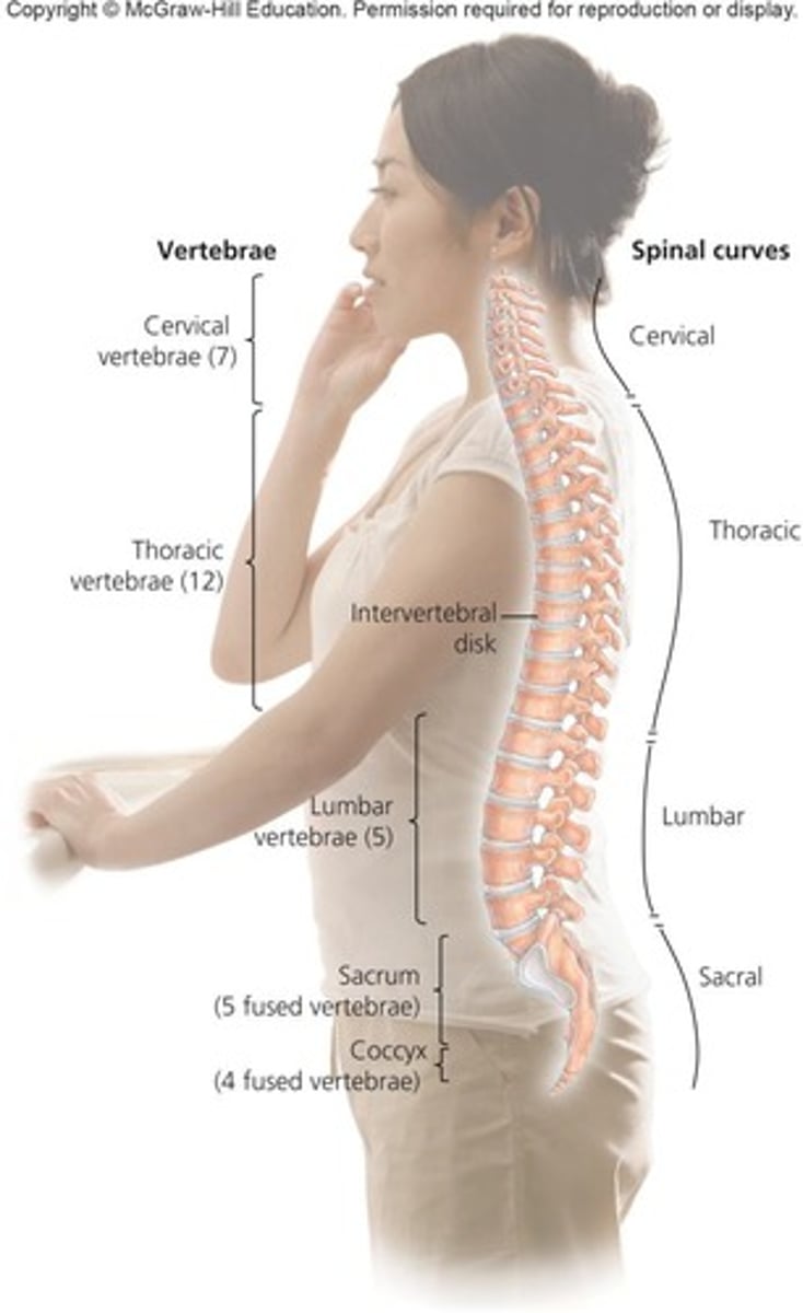 <p>7 cervical, 12 thoracic, 5 lumbar vertebrae, and 9 sacrum and coccyx vertebrae.</p>