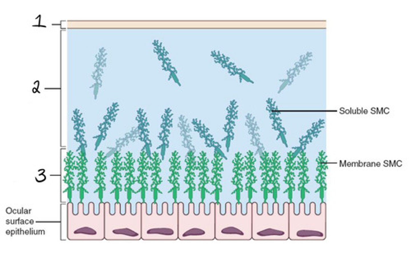 <p>-both soluble and gel-forming mucins<br>-interact with a base layer of epithelial membrane-bound mucins</p>