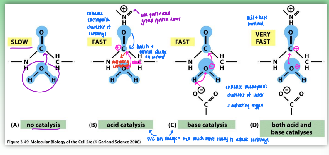 <ul><li><p>peptide (amide) bond hydrolysis</p></li><li><p>no catalysis = no charge involved = O slow to attack C</p></li><li><p>acid catalysis = enhance electrophilic character of carbonyl</p><ul><li><p>add protonated group/proton donor</p></li><li><p>leads to formal pos charge on carbon</p></li><li><p>H2O much more likely to attack carbonyl</p></li></ul></li><li><p>base catalysis = enhance nucleophilic character of water = activating oxygen</p><ul><li><p>add neg charge on oxygen</p></li><li><p>H2O much more likely to attack</p></li></ul></li><li><p>both acid &amp; base catalysis</p><ul><li><p>both carbonyl &amp; oxygen have charge</p></li><li><p>very fast nuc attack = increased rate of enzyme</p></li></ul></li></ul><p></p>