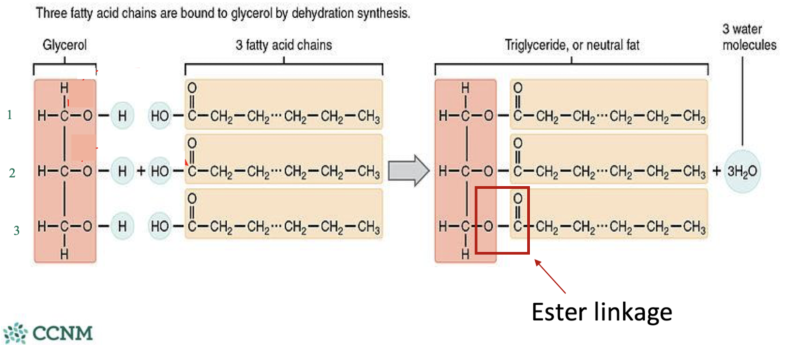 <p>fatty acids attach to a glycerol backbone via ester linkages (very strong)</p><ul><li><p>they create mono, di, or tri-glycerides - <strong>this is how we store fatty acids in our body</strong></p></li><li><p>the first fatty acid attached is usually saturated, second is usually unsaturated, and third can be either or</p></li><li><p>fatty acids are stored in adipocytes and when oxidized, release a considerable amount of ATP</p></li></ul><p></p>