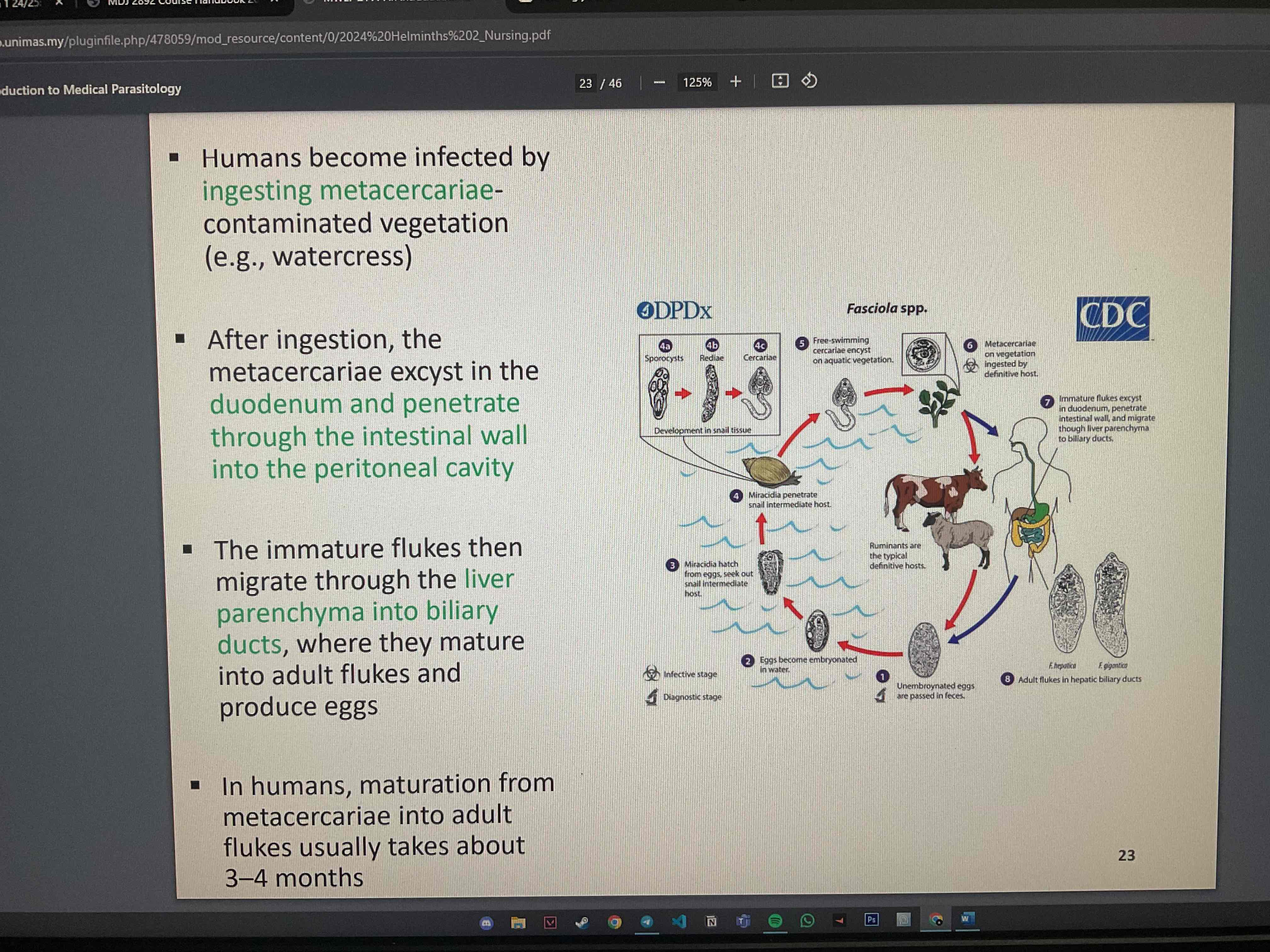 <ul><li><p>human become infected by ingesting metacercariae-contaminated vegetation</p></li><li><p>after ingestion, metacercariae excyst in duodenum and penetrate through intestinal wall into peritoneal cavity</p></li></ul><p></p>
