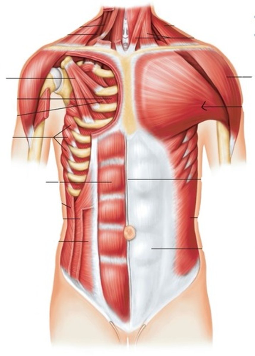 <p>What muscle is this?</p>
