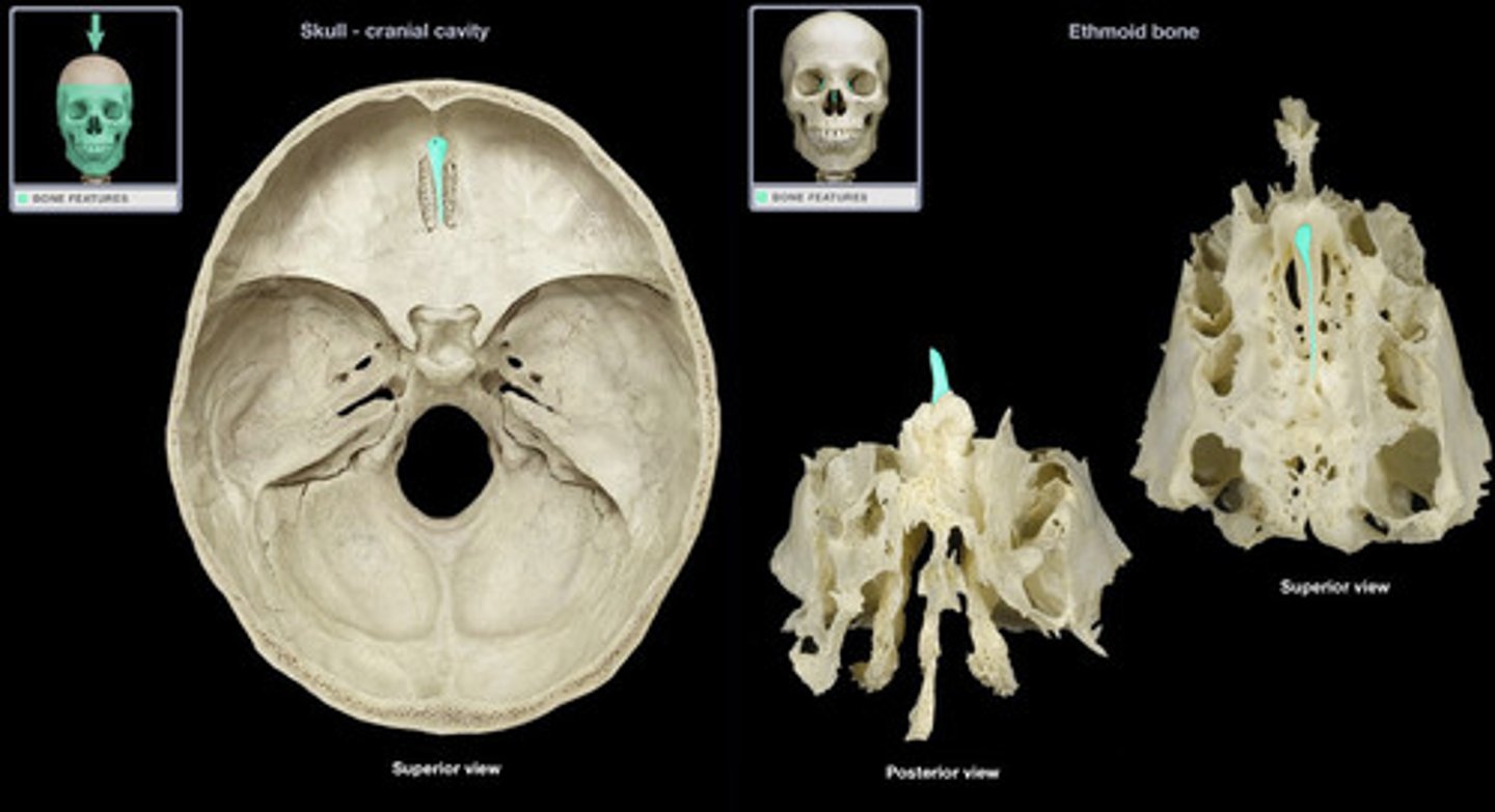 <p>Ethmoid bone</p>