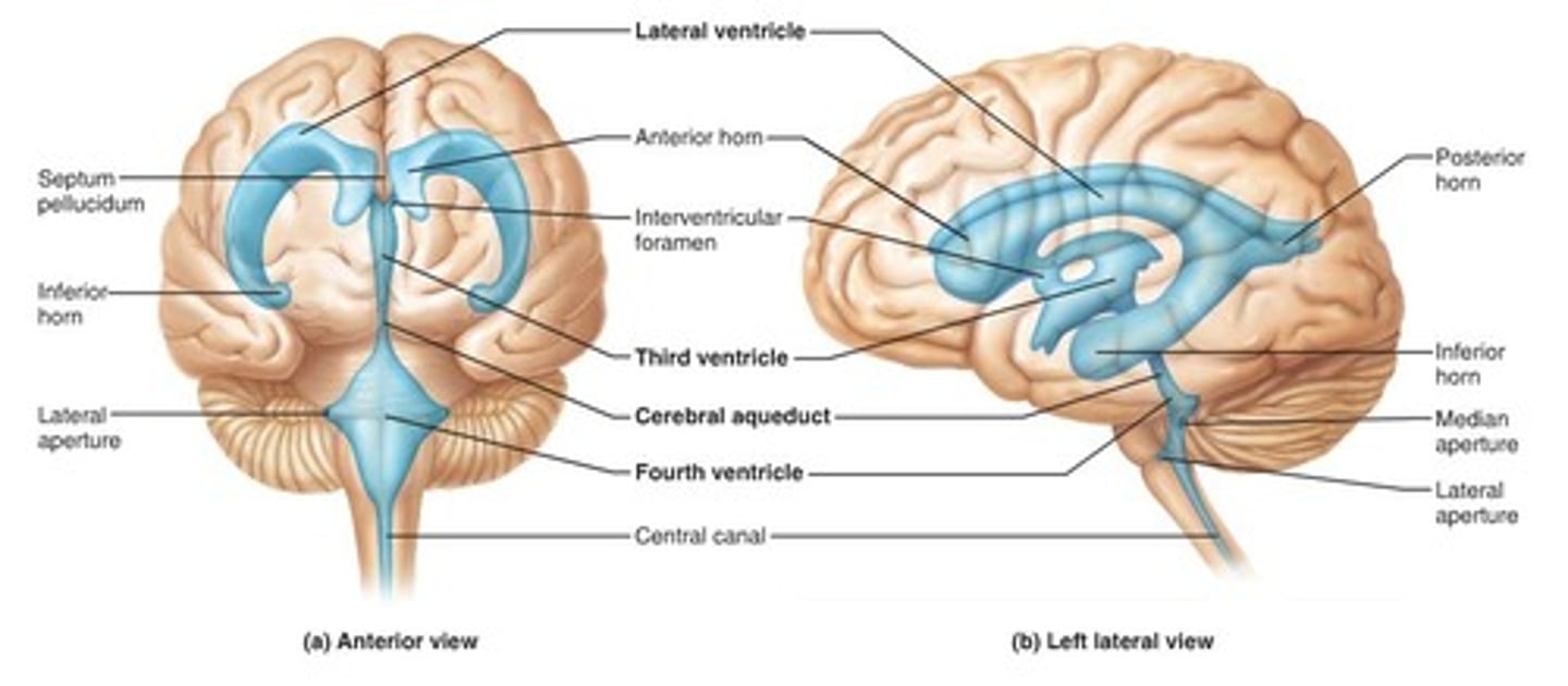 <p>Cavities filled with CSF, lined with ependymal cells</p>