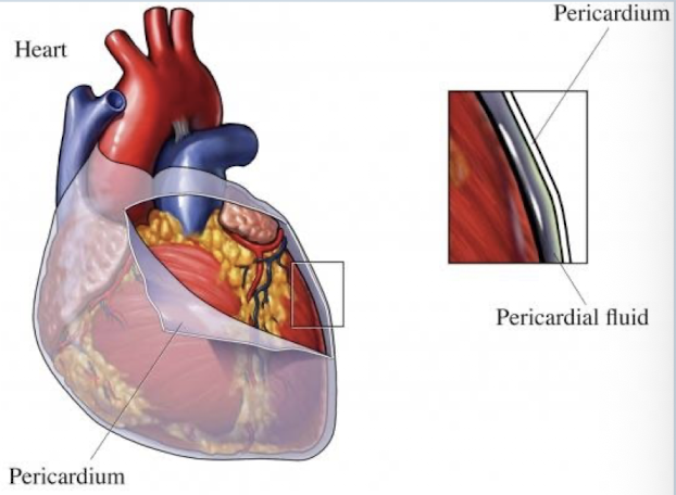 <p>pericardium</p>