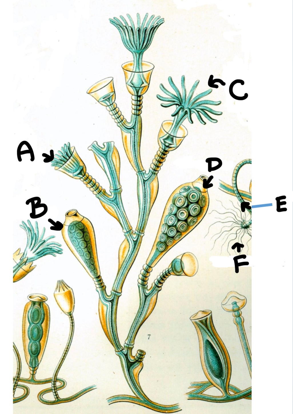 <p>What part of the obelia is labeled A</p>
