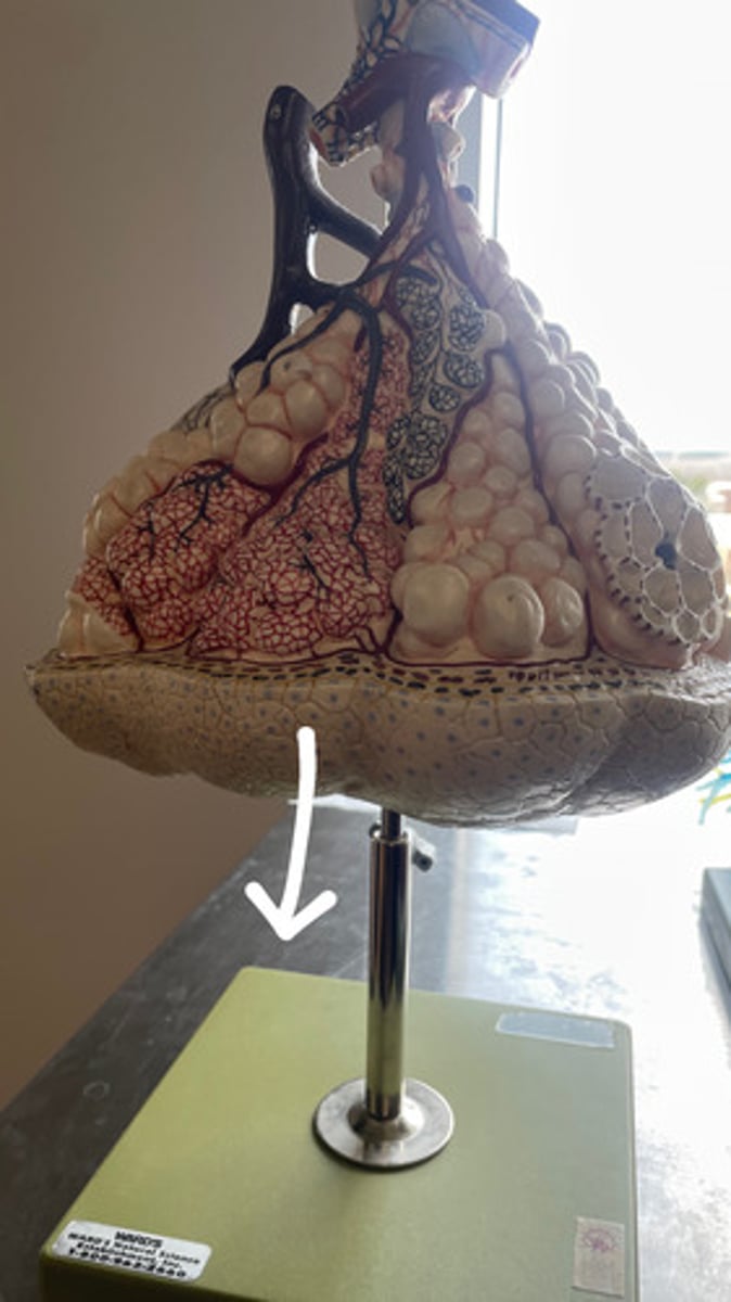 <p>ID the structure</p>