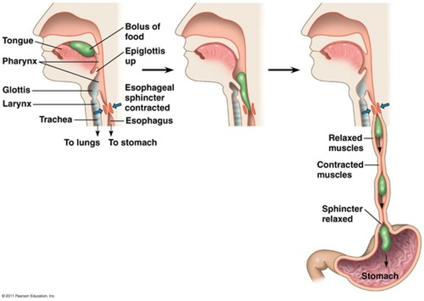 <p>local constriction of intestine that mixes food with digestive juices</p>