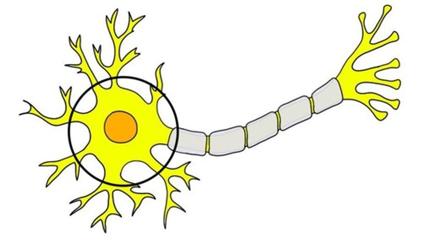 <p>Cell body</p>