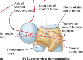 <p><span>It's the angle between the femoral neck (where the head of the femur connects) and the femoral condyles (at the knee). (<strong>meaning if you lay the femur flat, you would see the femoral neck at an angle.</strong></span></p>