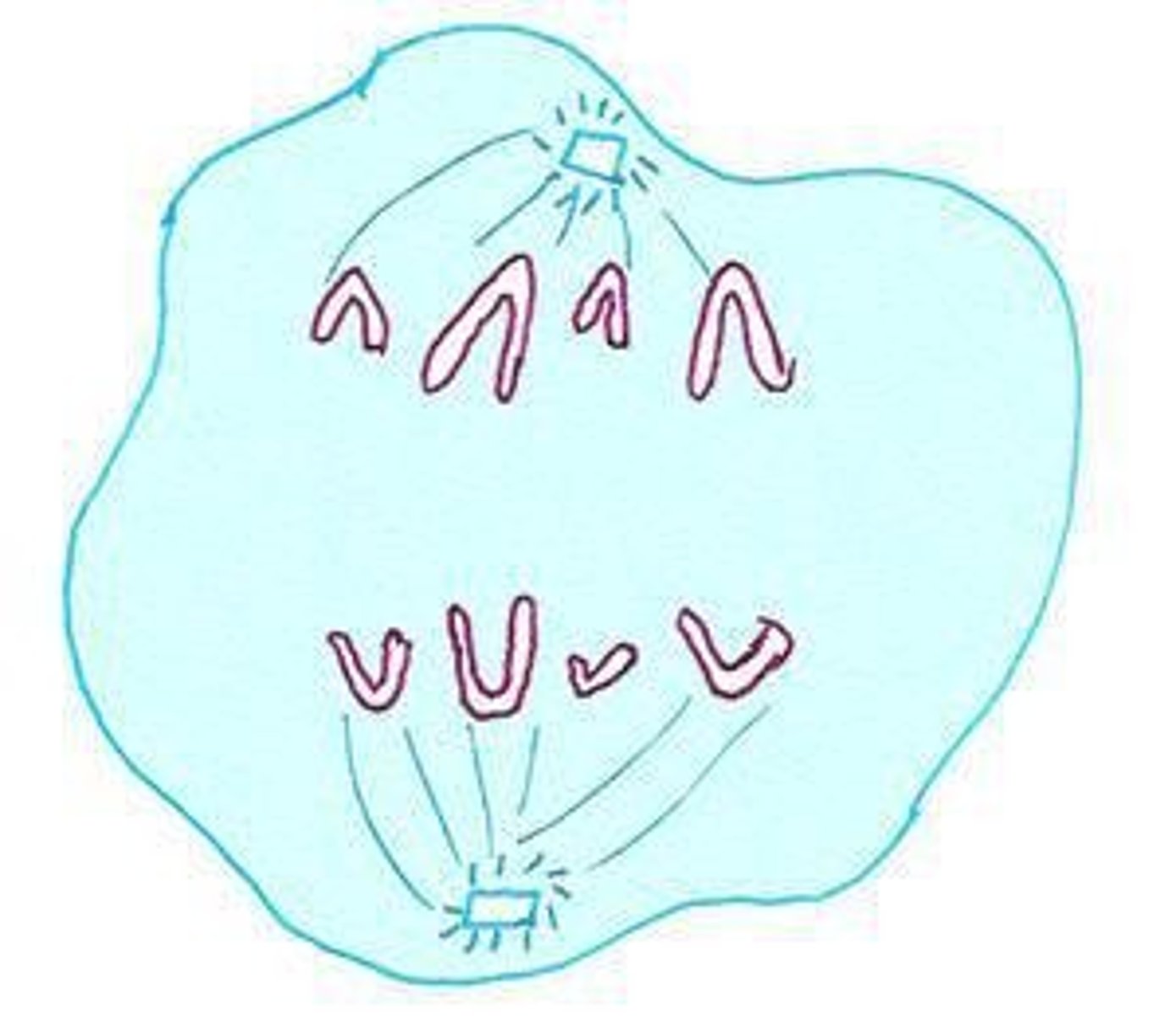 <p>Sister chromatids separate and move apart.</p>