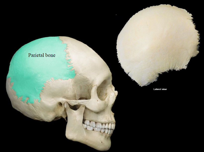 <p>either of two skull bones between the frontal and occipital bones and forming the top and sides of the cranium</p>