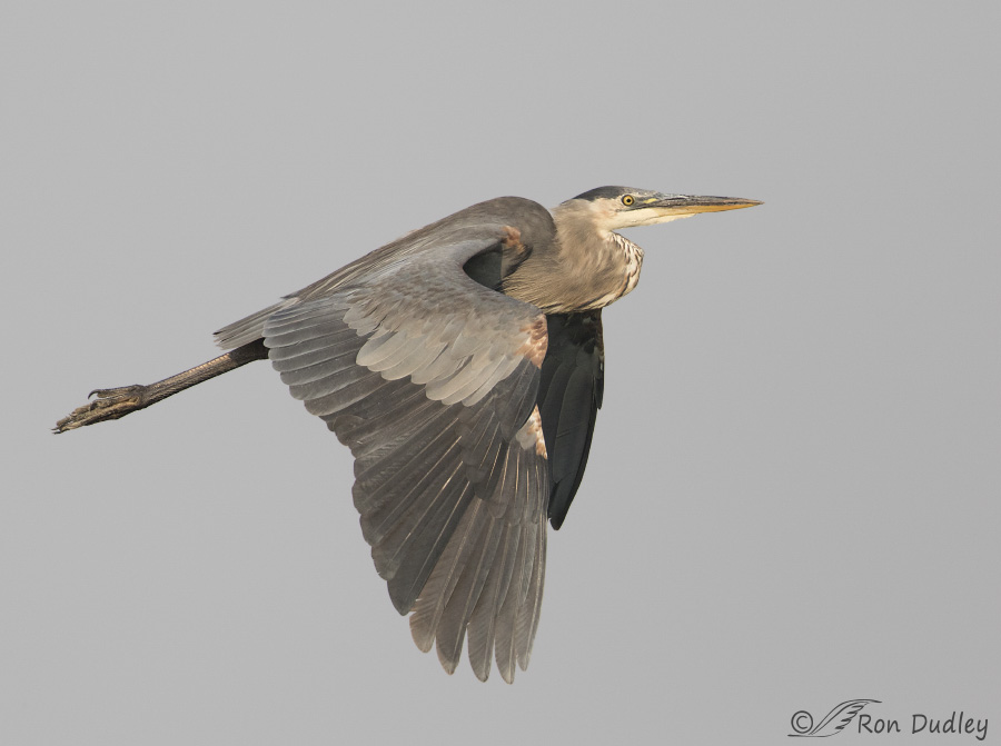 <p>Great Blue Heron</p>