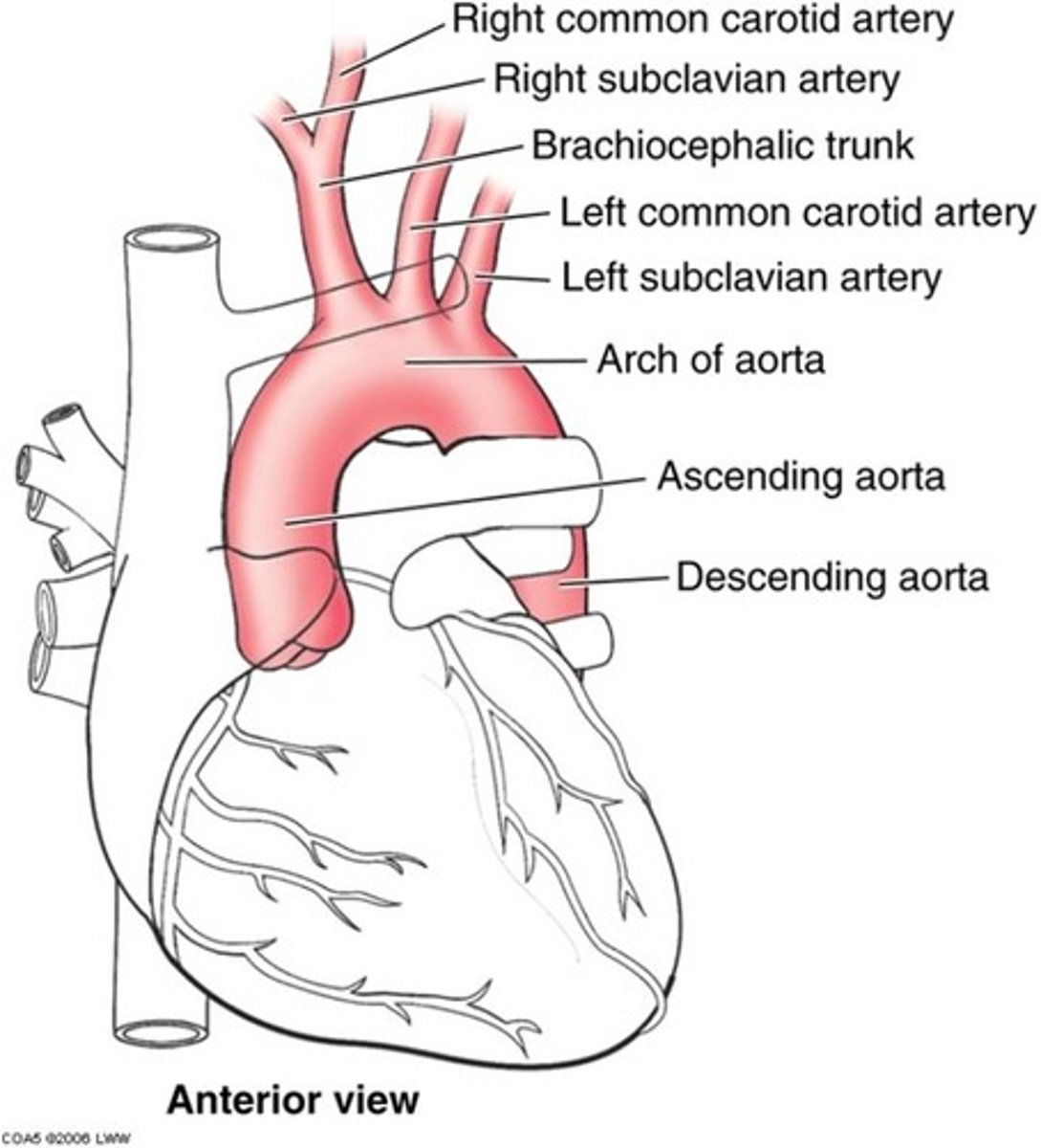 <p>Brachiocephalic, left common carotid, left subclavian</p>