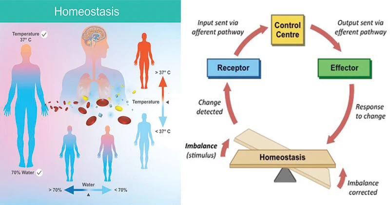 <p>The maintenance of a relatively constant internal environment in response to the external environment (a stimulus)</p><p>Stimulus → receptor → control centre → effector</p><p>set point - physiological value around which the normal range fluctuates (ex: body temp at 37 degrees)</p>