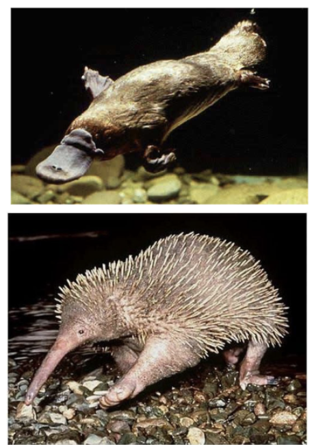 <ul><li><p>gnathostomes→ teleostomi → sarcopterygii → tetrapoda → &nbsp;amniota → synapsia→<strong>&nbsp;</strong>mammalia→ ______ + theria (metatheria + eutheria)</p></li><li><p>5 sp</p></li><li><p>platypus, echidnas&nbsp;</p></li><li><p>lack nipples</p></li><li><p>lack external ears (still have 3 inner ear ossicles)</p></li><li><p>egg layers&nbsp;</p></li></ul><p></p>