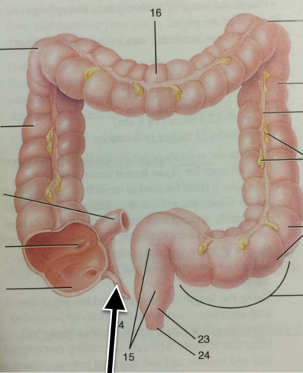 knowt flashcard image