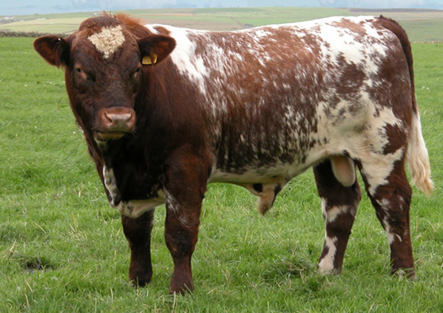 <p>red, white and roan, naturally polled, good marbling ability</p>