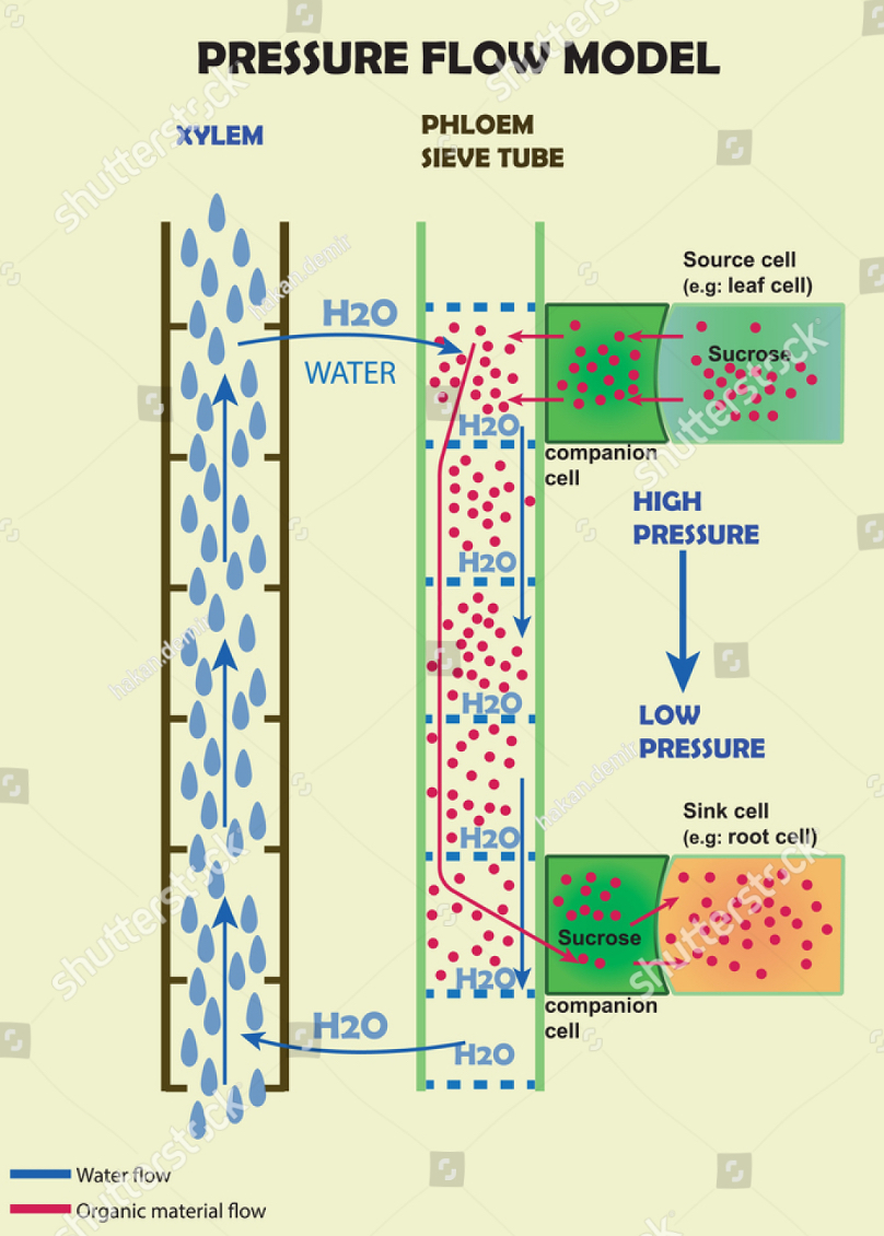 <p><span>Describe the mass flow hypothesis for phloem loading</span></p>