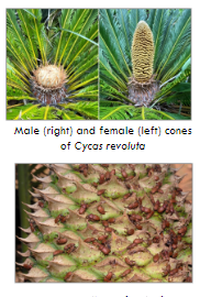 <p><span style="font-family: Arial, sans-serif">Earliest diverging group (300 mya) of ~300 species</span></p><p><span style="font-family: Arial, sans-serif">Many endangered, trade is regulated</span></p><p><span style="font-family: Arial, sans-serif">Some cycads have “coralloid” roots which are symbiosis with</span><strong><span style="font-family: Arial, sans-serif"> cyanobacteria for N fixation from atmosphere</span></strong></p><p><span style="font-family: Arial, sans-serif">Cycad cones bear either ovules or pollen and emit odors to attract beetles/weevils when mature (convergent evolution with angiosperms)</span></p>