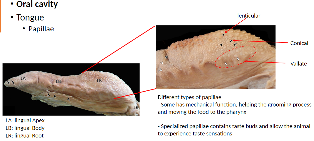<p><strong>Papillae</strong>: Small projections on the surface of the tongue that have different functions depending on type<br> Located on the Lingual Apex (LA), Lingual Body (LB), and Lingual Root (LR)</p><p><strong>Functions of Papillae</strong>:<br> Some have a mechanical function: Help with grooming and moving food toward the pharynx (throat) for swallowing<br> Specialized papillae contain taste buds: Allow the animal to detect different taste sensations</p><p><strong>Types of Papillae</strong>: Conical, Lenticular, Vallate</p>