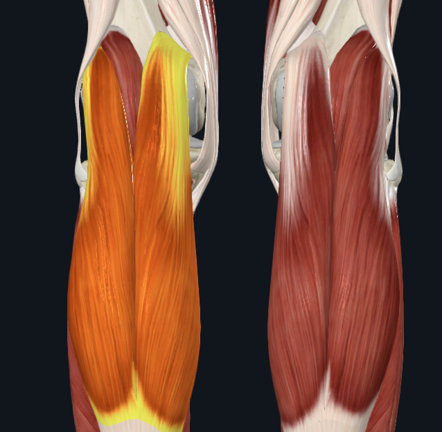 <p>What muscle is this</p>