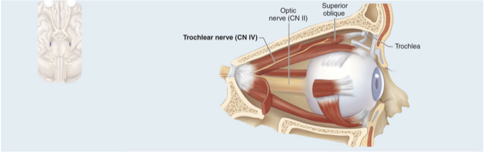 <ul><li><p>Controls superior oblique eye muscle&nbsp;</p></li><li><p>Motor nerve that innervates one extrinsic eye muscle (superior oblique) that loops through pulley-shaped ligament called trochlea&nbsp;</p></li></ul><p></p>