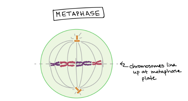 <p>Metaphase</p>